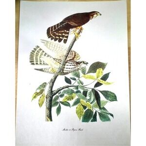 Audubon Birds of America Pigeon Hawk Original Print Vtg 1950 R T Peterson 9 x 12